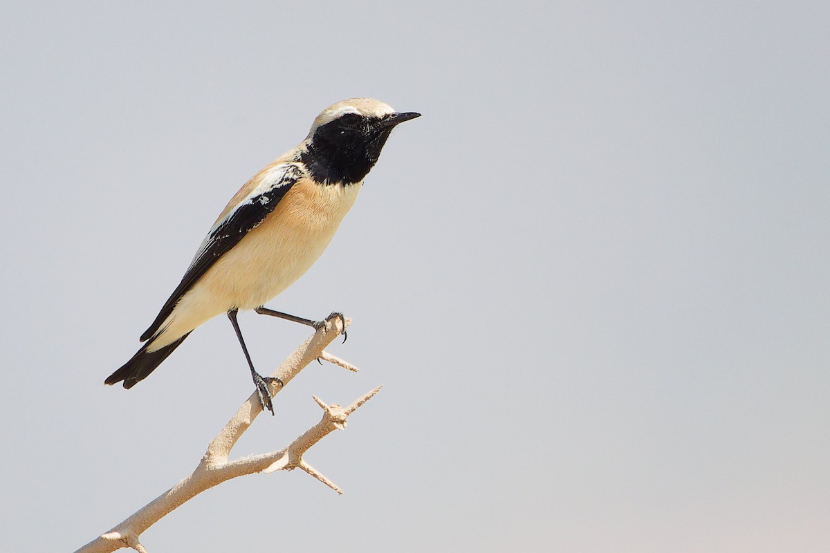 Desert Wheatear - ML645587401