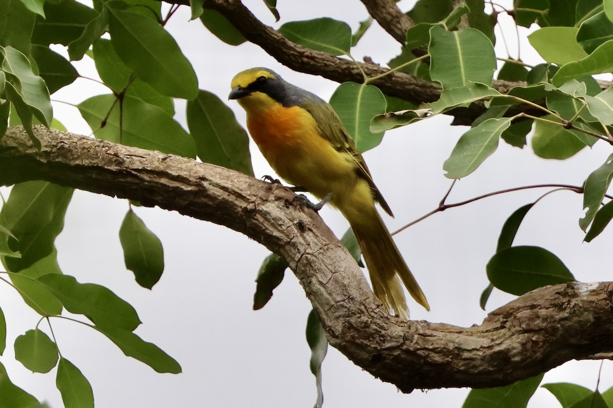 Sulphur-breasted Bushshrike - ML645587402