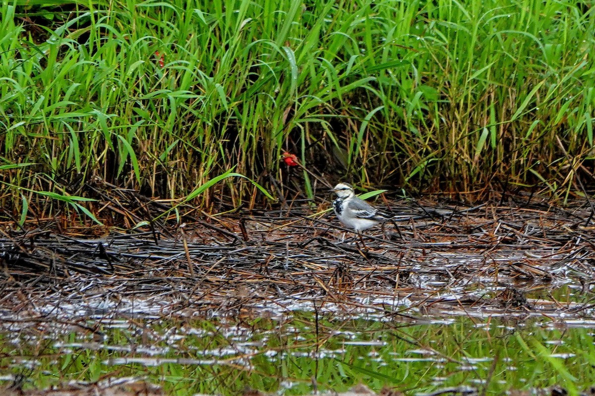 White Wagtail (ocularis) - ML645587404