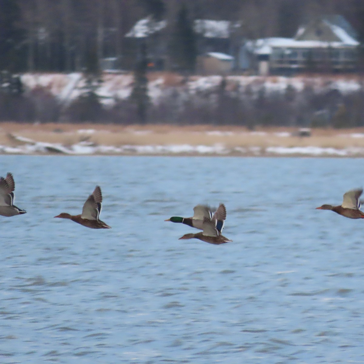 Mallard - ML645587405