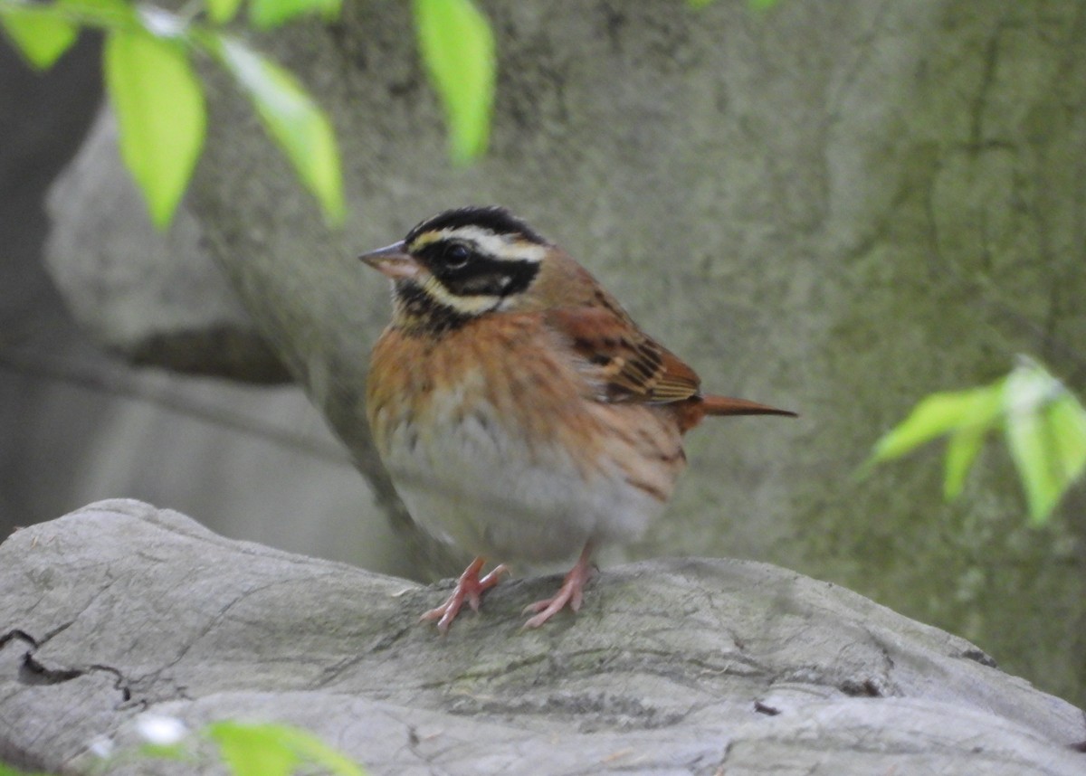 Tristram's Bunting - ML645587406