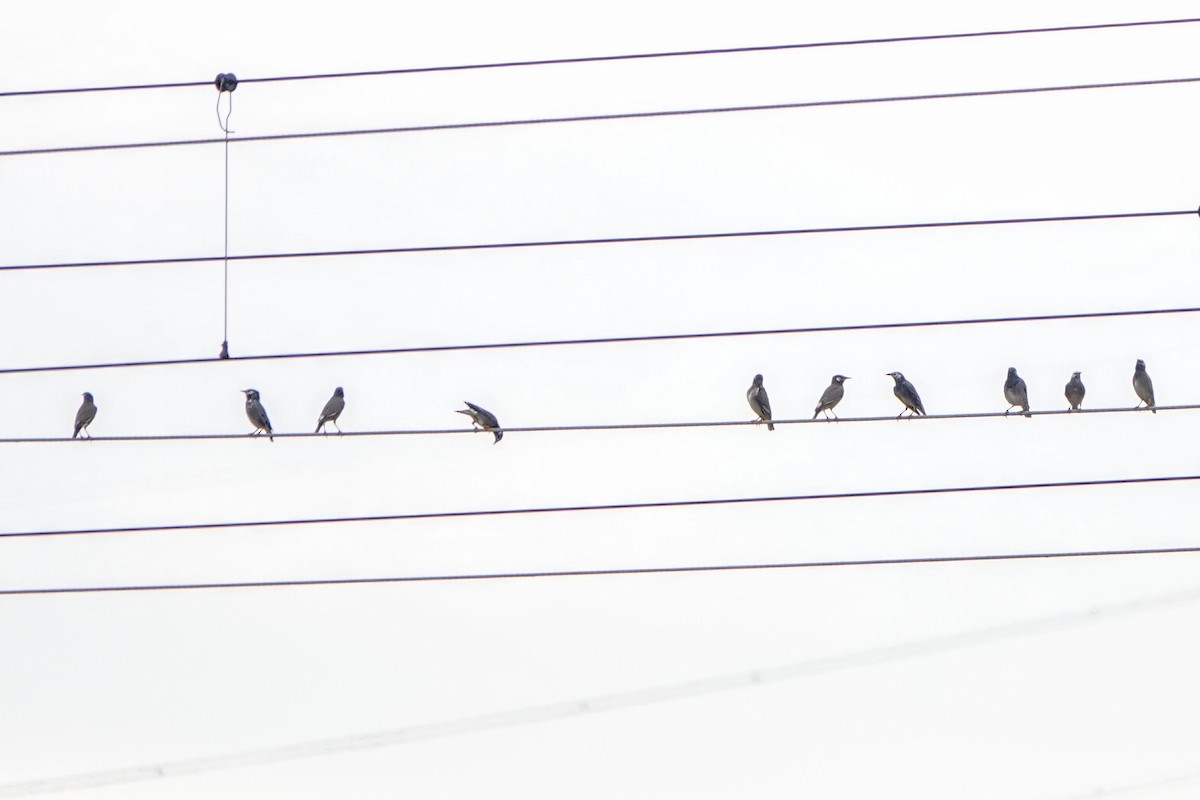 White-cheeked Starling - ML645587407