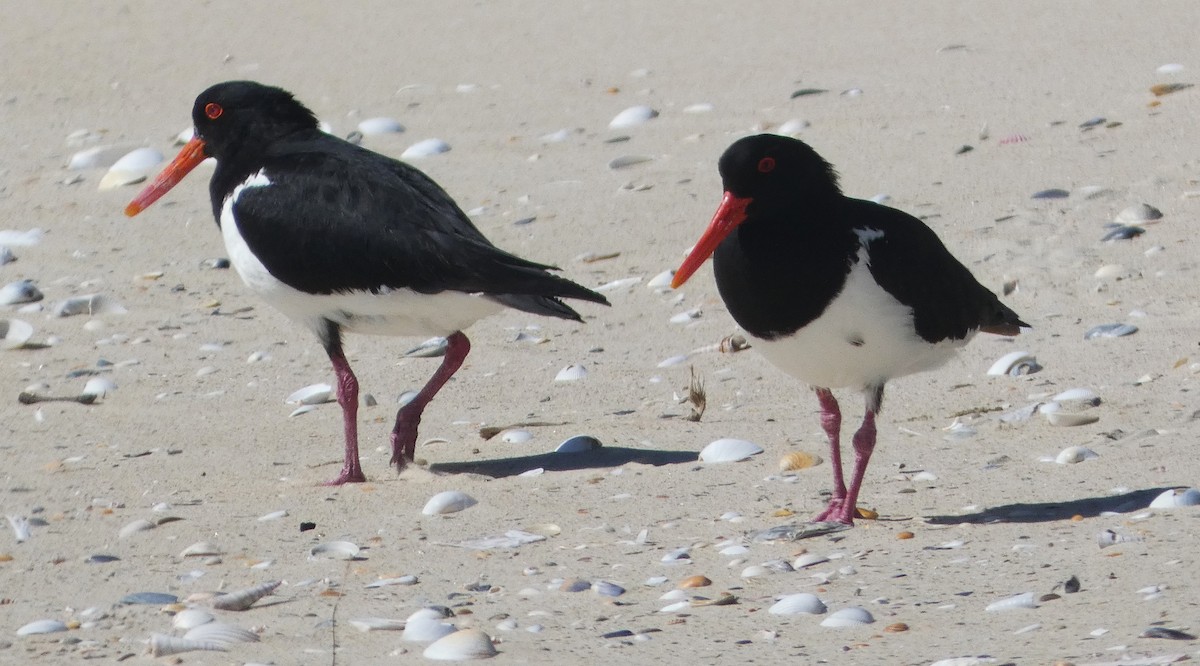 Pied Oystercatcher - ML645587410