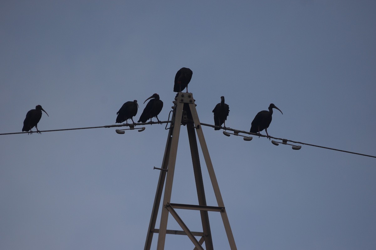 Red-naped Ibis - ML645587411