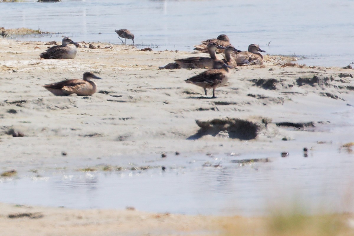 Garganey - ML645587413