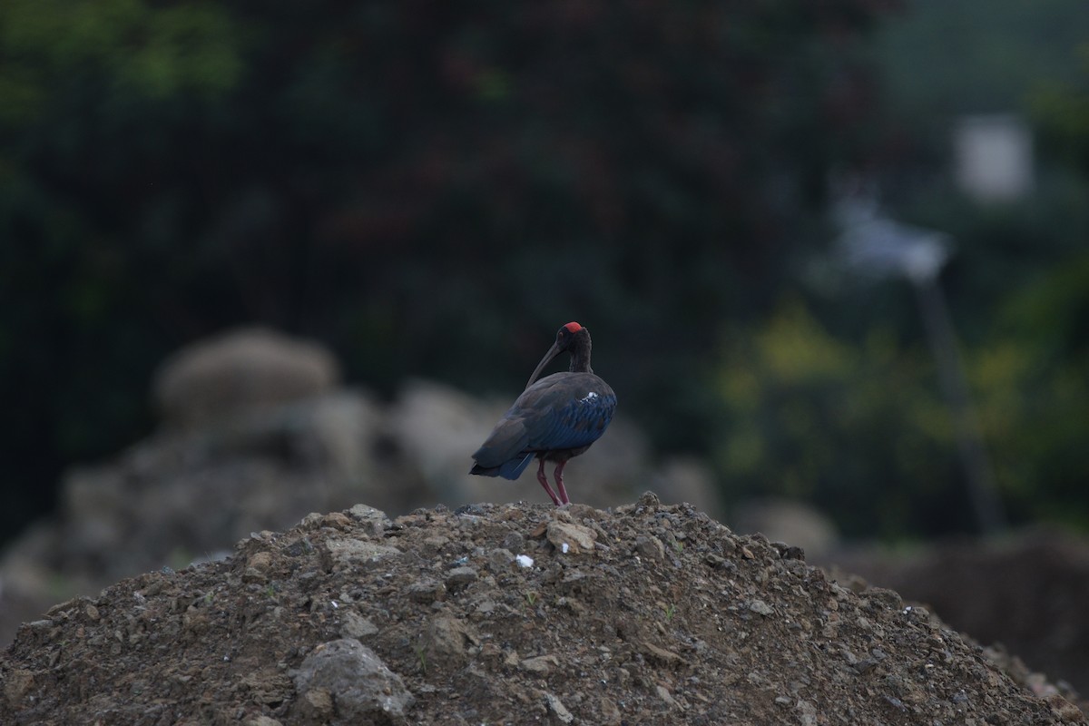 Red-naped Ibis - ML645587414