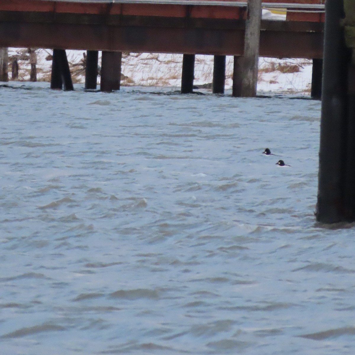 Common Goldeneye - ML645587415