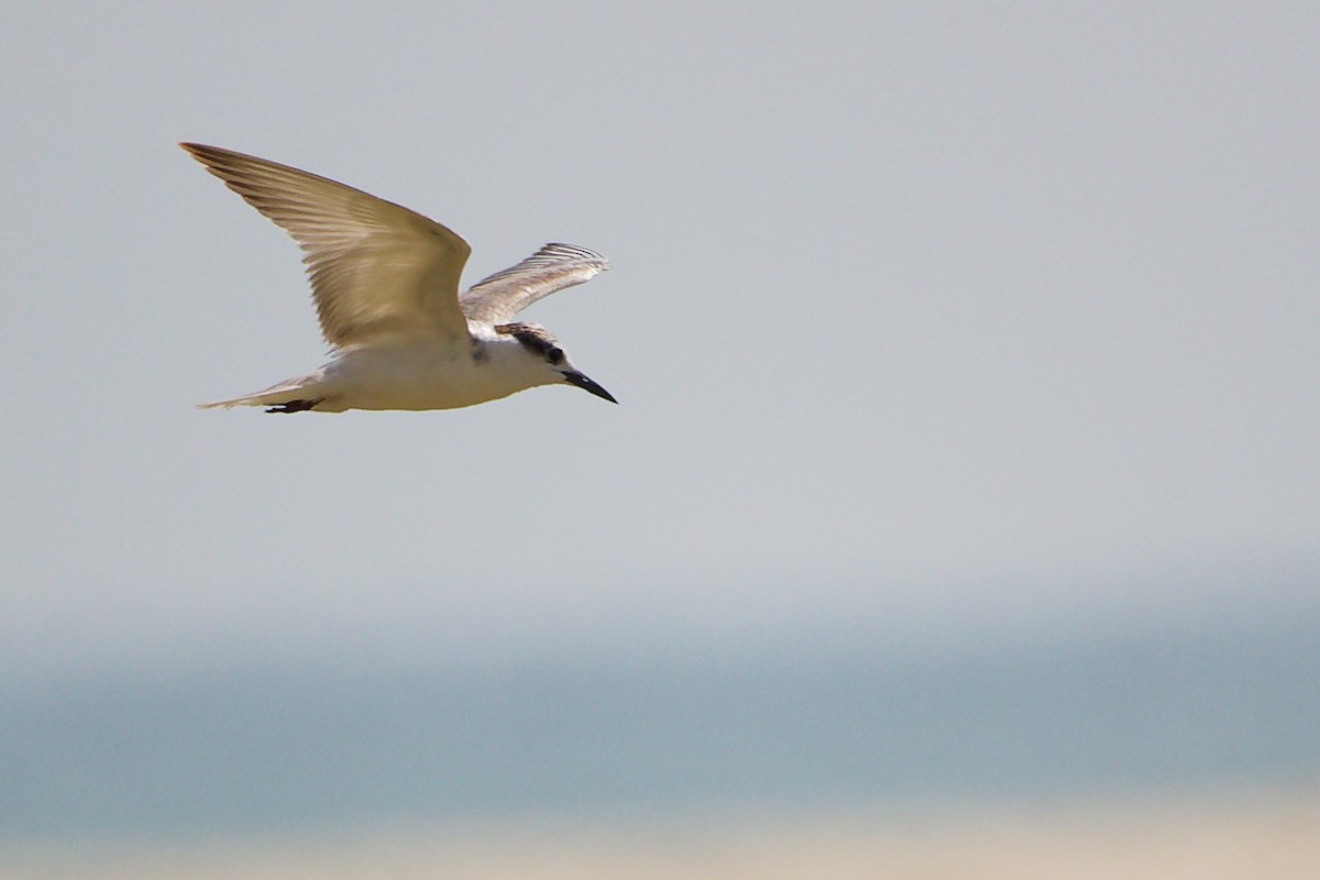 Whiskered Tern - ML645587416