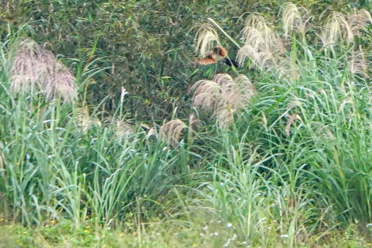 Lesser Coucal - ML645587417