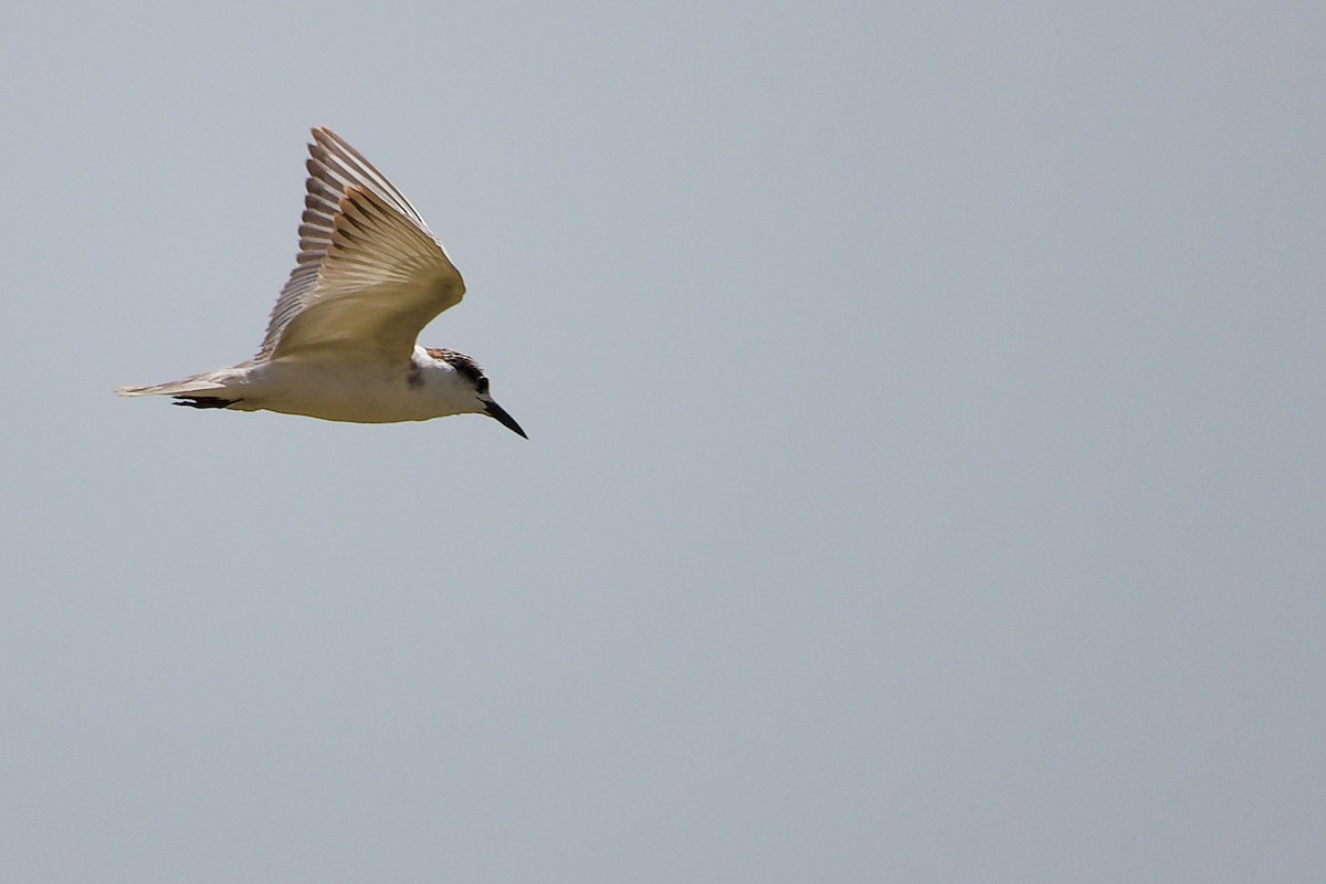Whiskered Tern - ML645587418