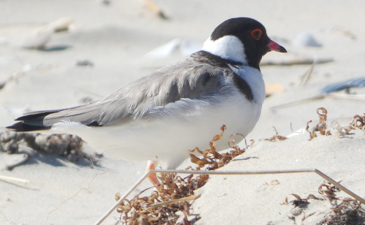 Hooded Plover - ML645587419