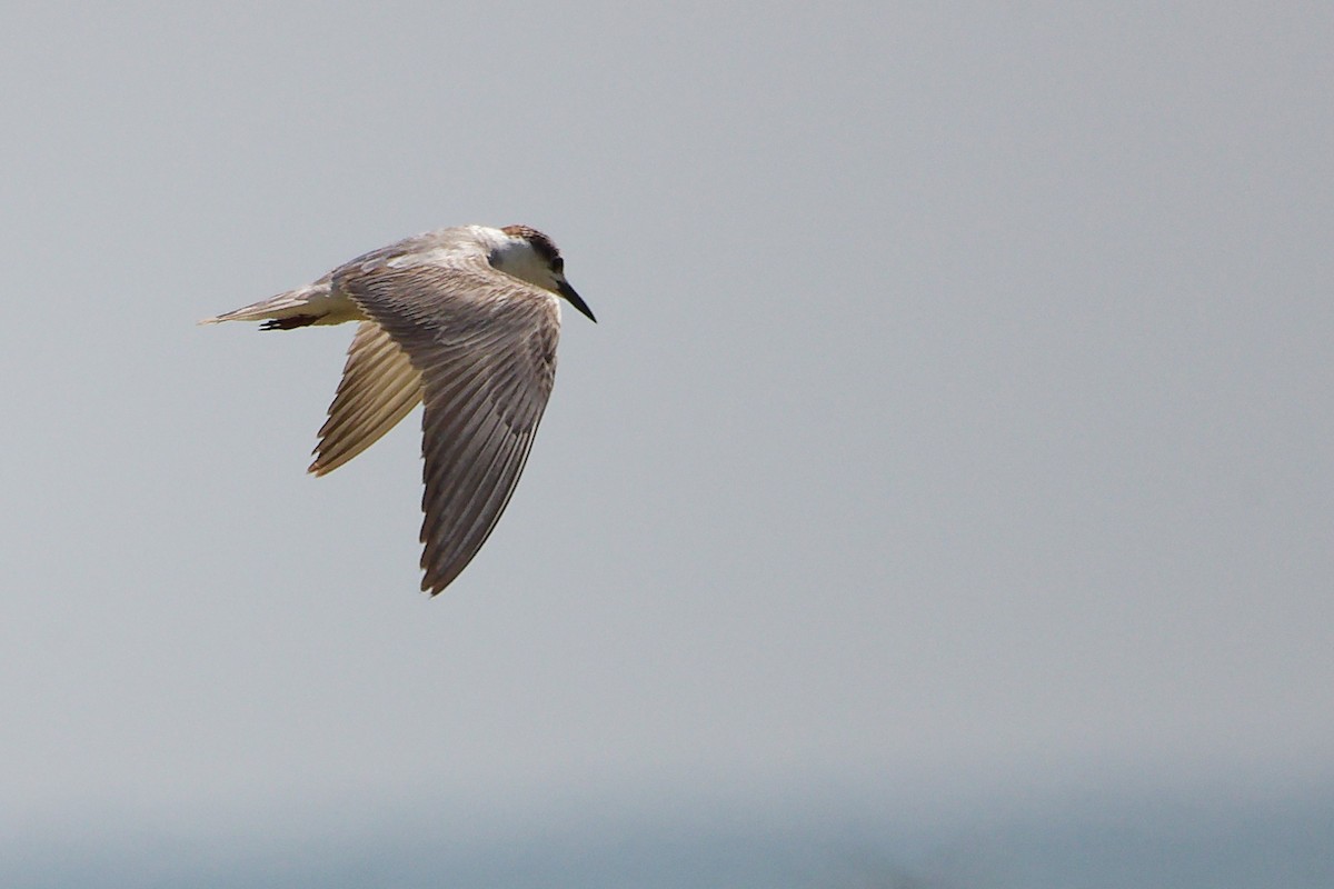 Whiskered Tern - ML645587420