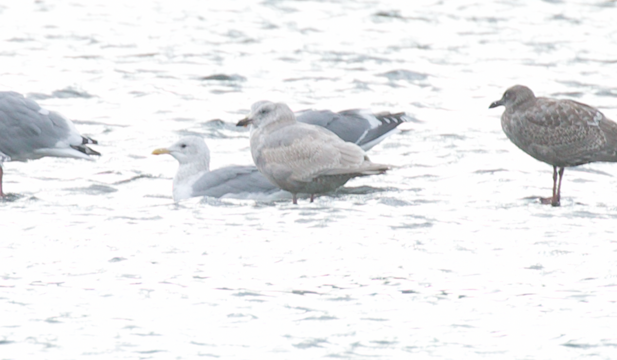 Iceland Gull (Thayer's) - ML645587421