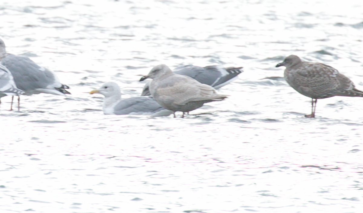 Iceland Gull (Thayer's) - ML645587422