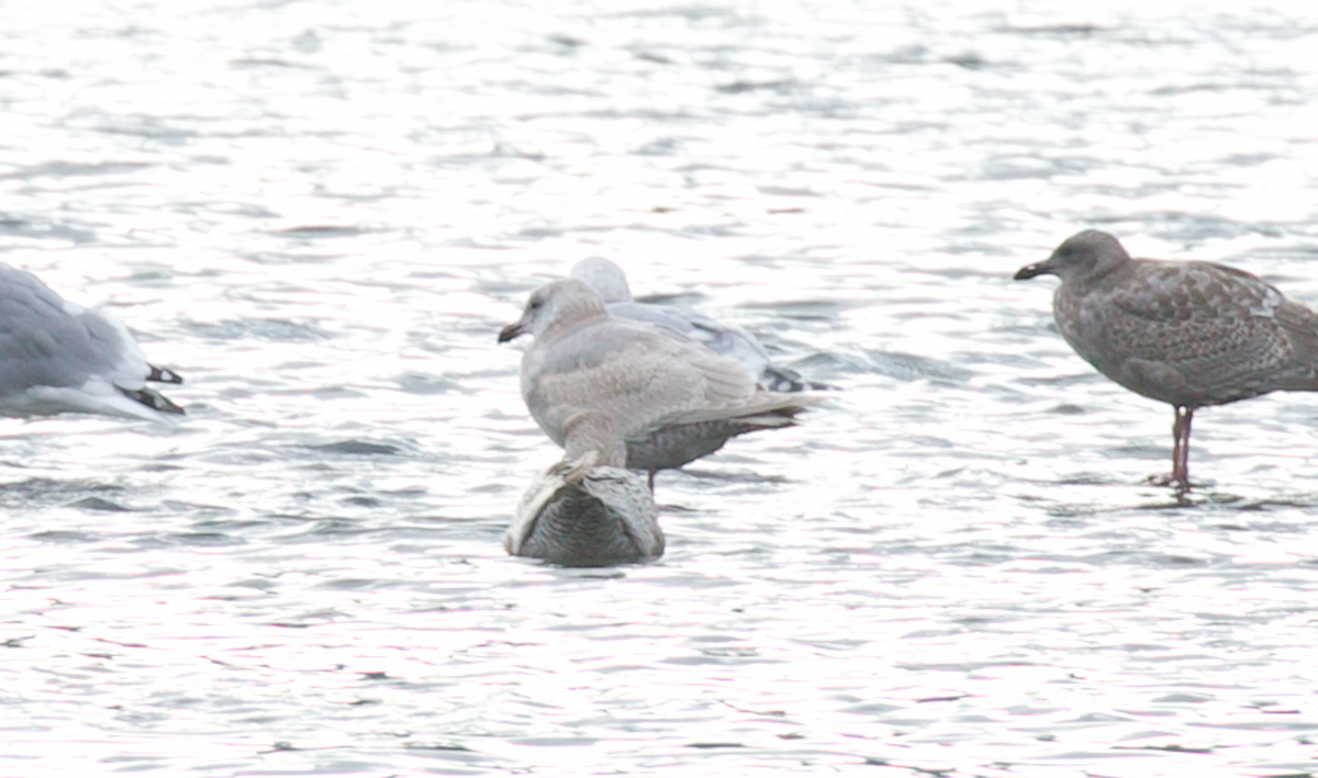 Iceland Gull (Thayer's) - ML645587423