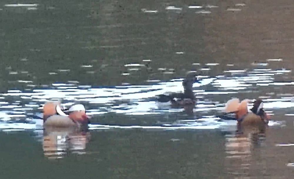 Mandarin Duck - ML645587425