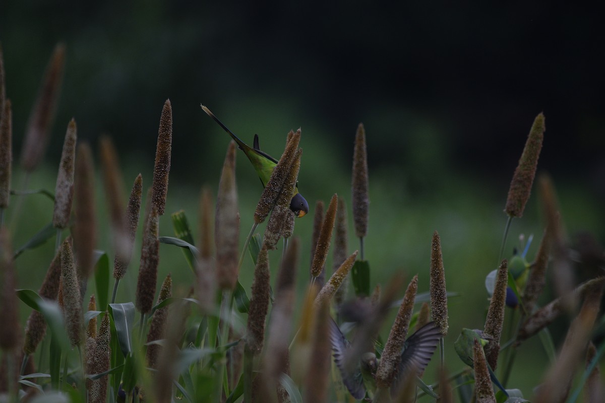 コセイインコ - ML645587428