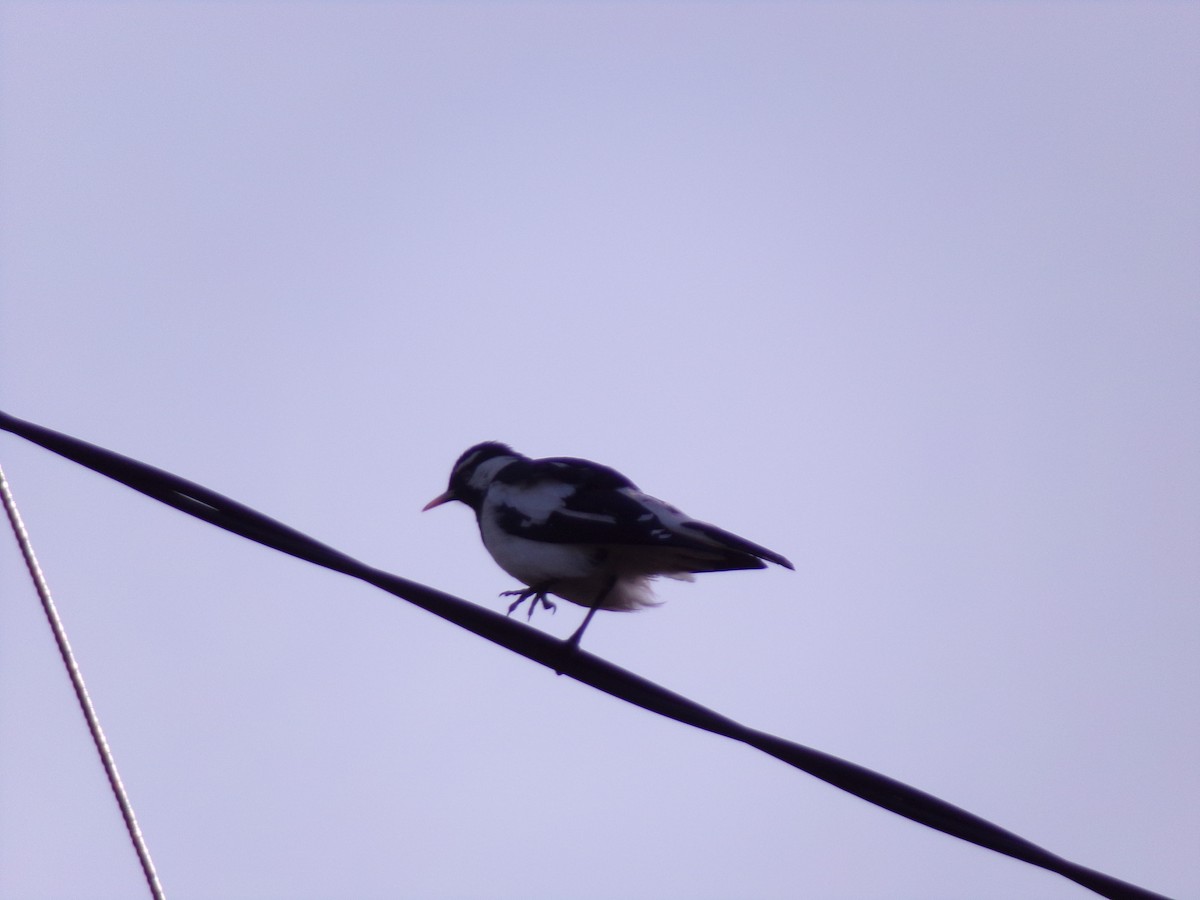 Magpie-lark - ML645587438