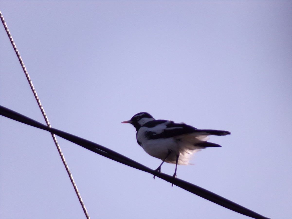 Magpie-lark - ML645587439