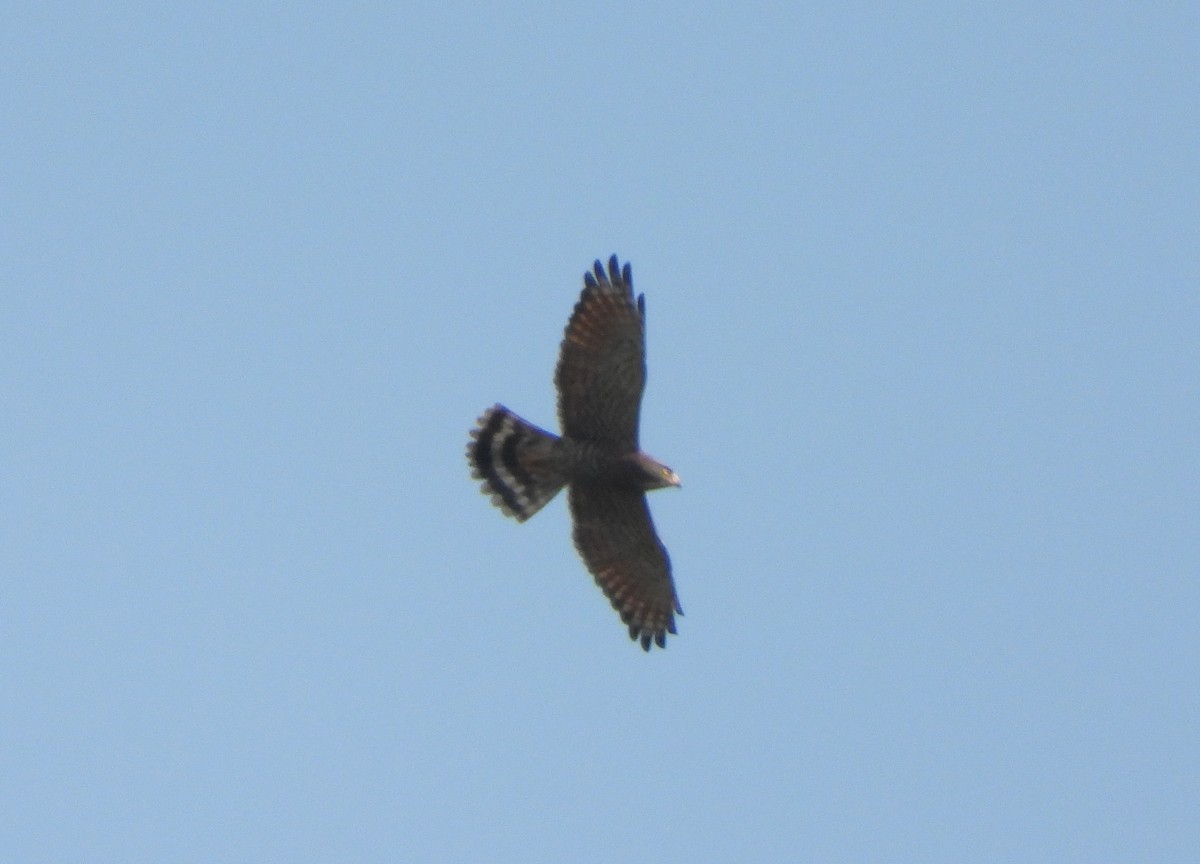 Gray-faced Buzzard - ML645587466
