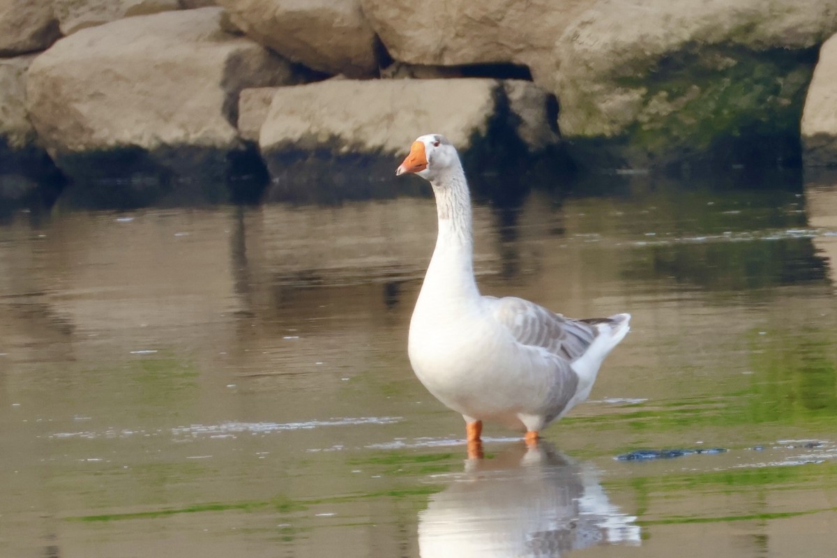 Oca selvatica (domestica) - ML645587473