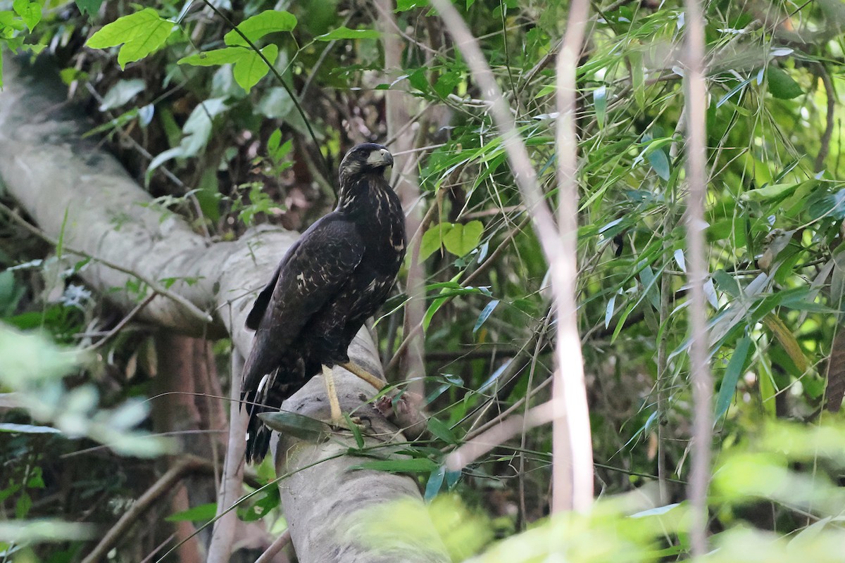 Great Black Hawk - ML645587483