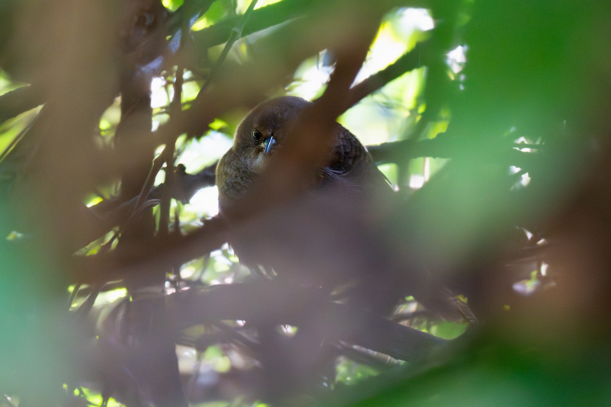 Rufous Scrub-bird - ML645587516