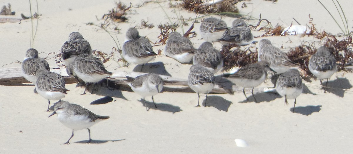 Red-necked Stint - ML645587517