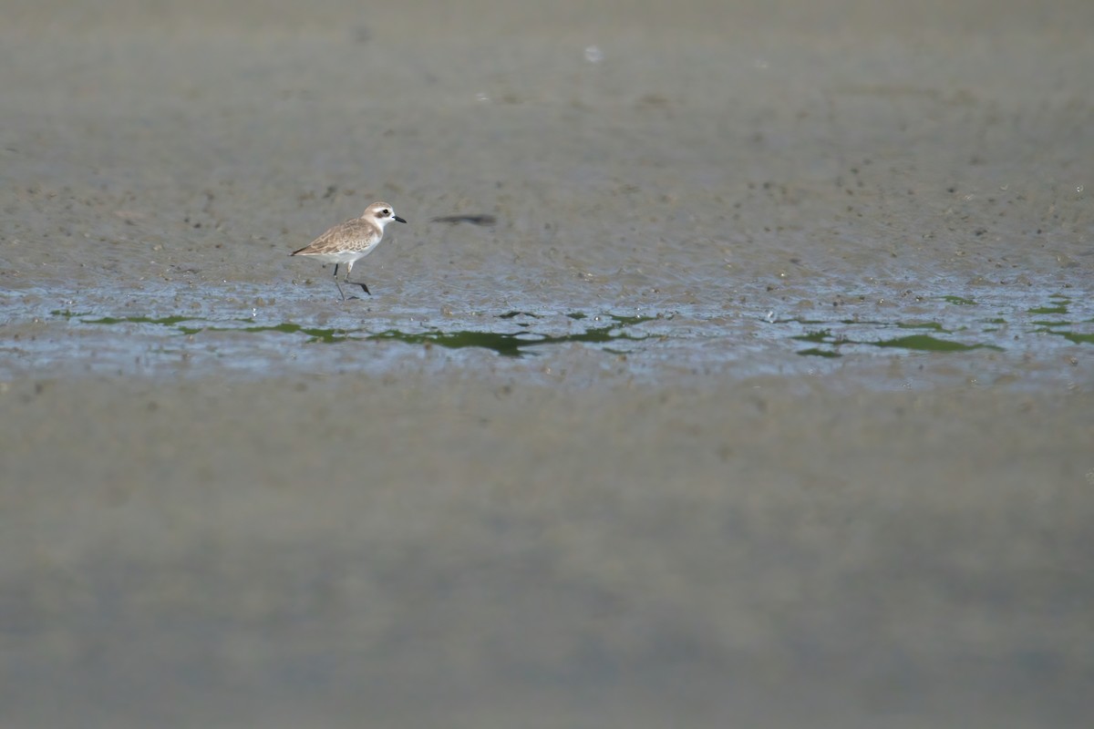 Greater Sand-Plover - ML645587530