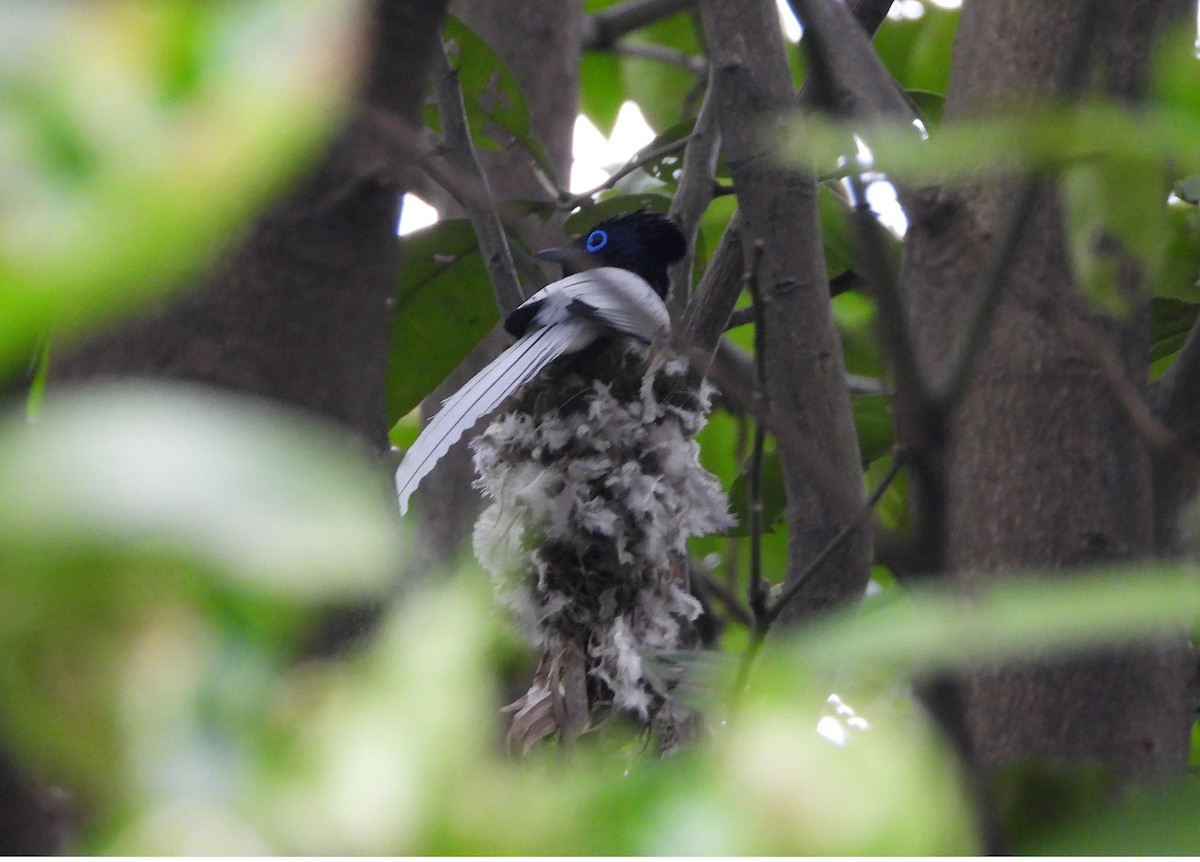 Amur Paradise-Flycatcher - ML645587533