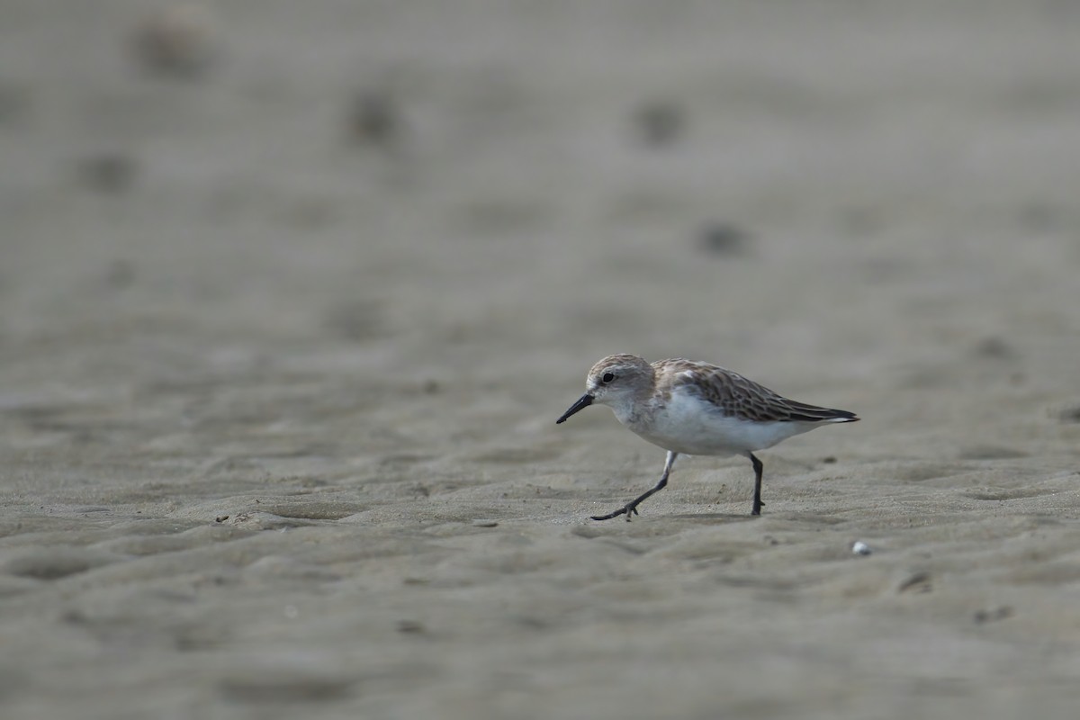 Red-necked Stint - ML645587534