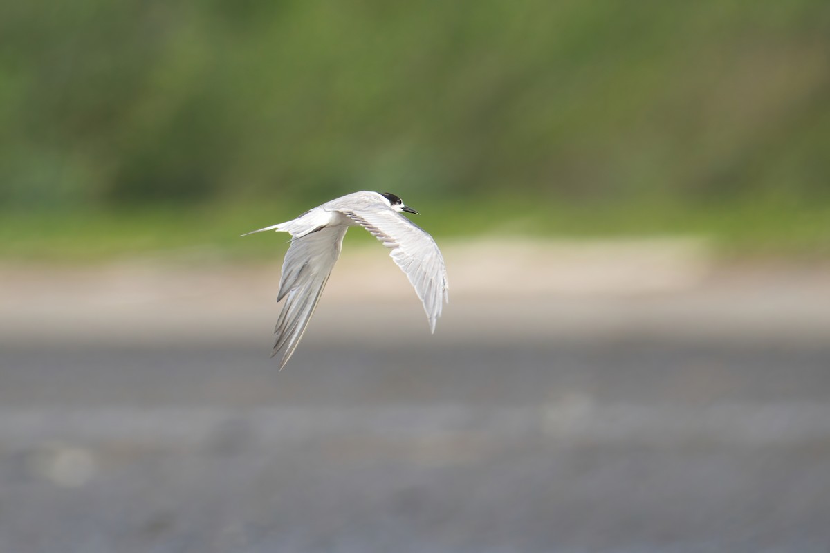 Common Tern (longipennis) - ML645587538