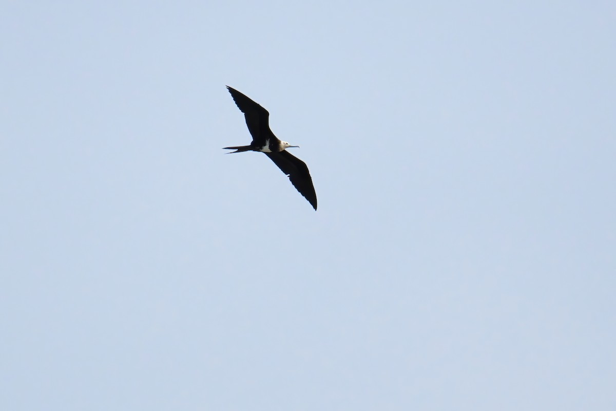 Lesser Frigatebird - ML645587540