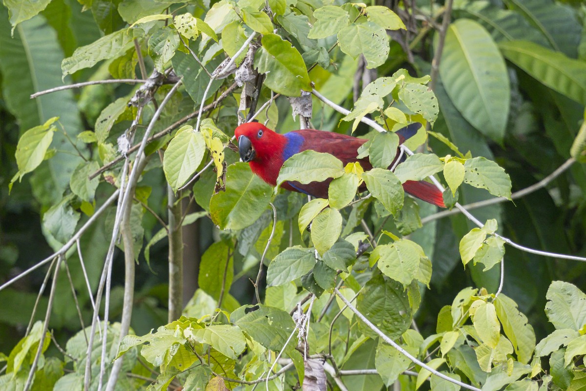 Papua Eklektus Papağanı - ML645587545