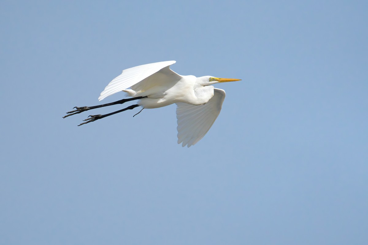 Great Egret - ML645587549