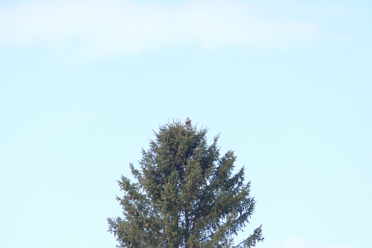 Rough-legged Hawk - ML645587551