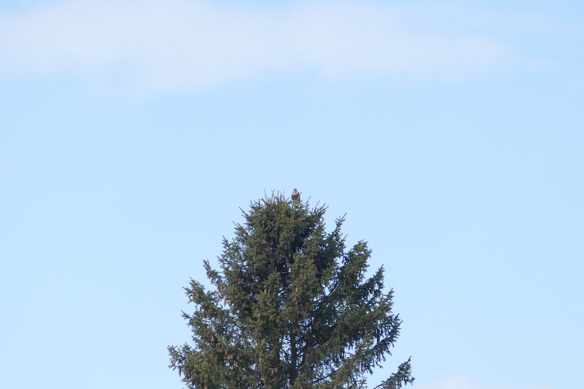 Rough-legged Hawk - ML645587552