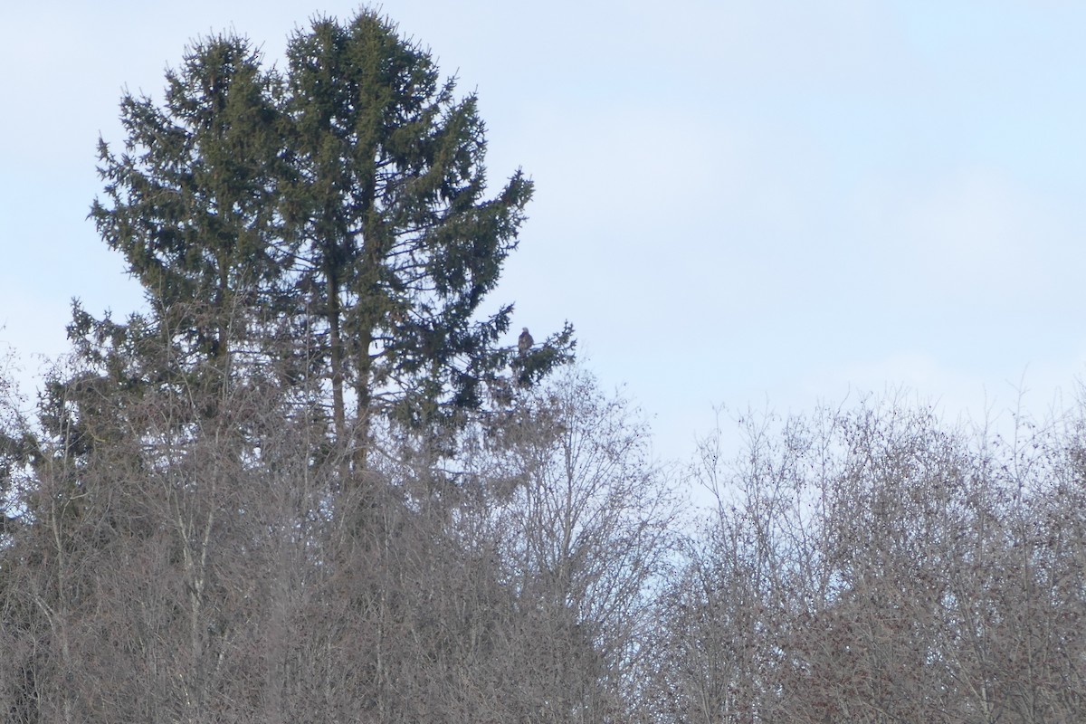 Rough-legged Hawk - ML645587554