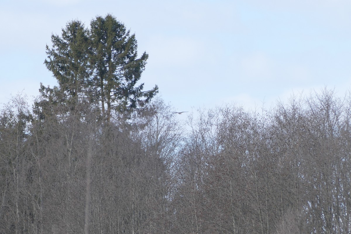 Rough-legged Hawk - ML645587555