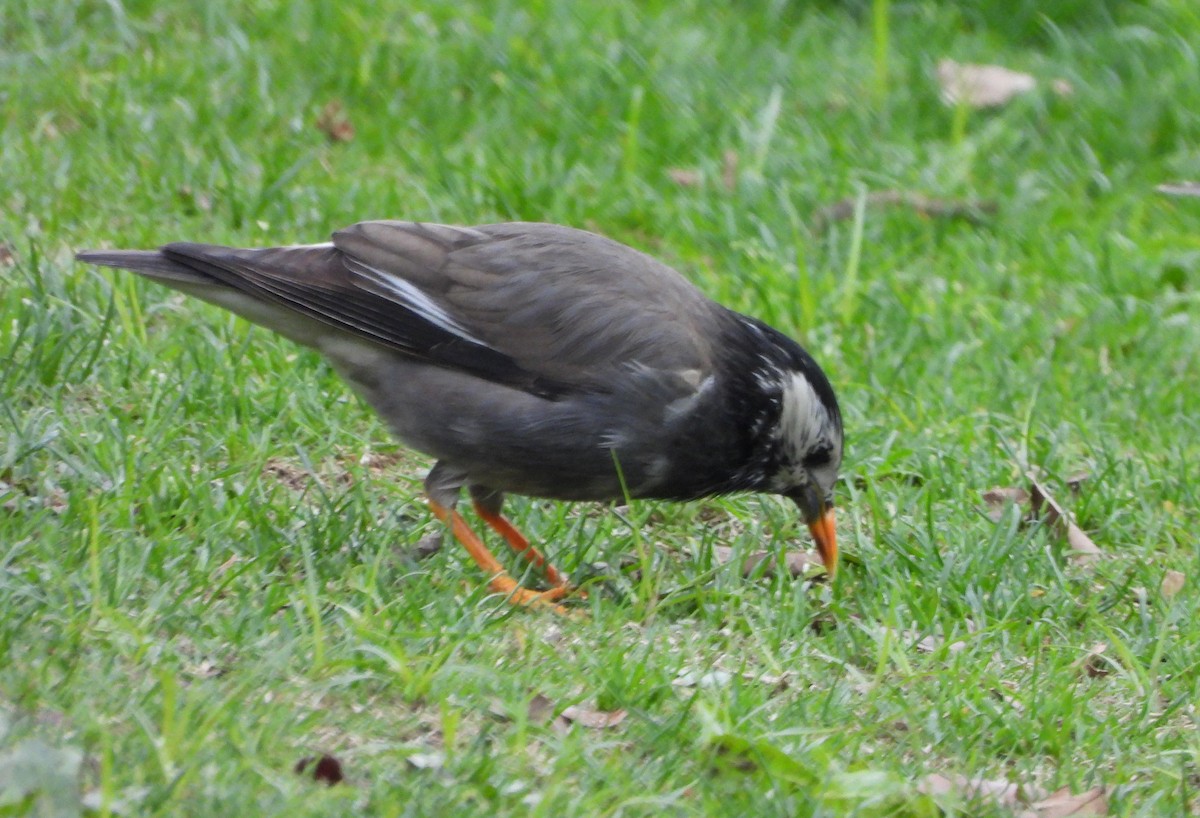 White-cheeked Starling - ML645587563