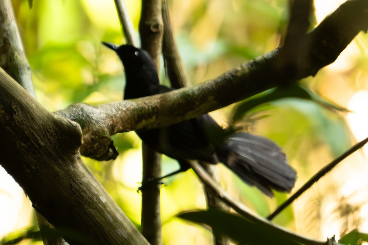 Tapajos Fire-eye - ML645587582