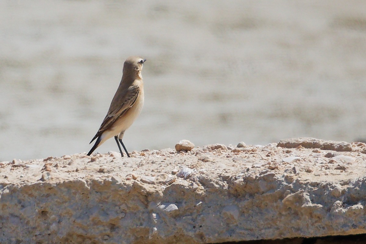 Collalba Isabel - ML645587583