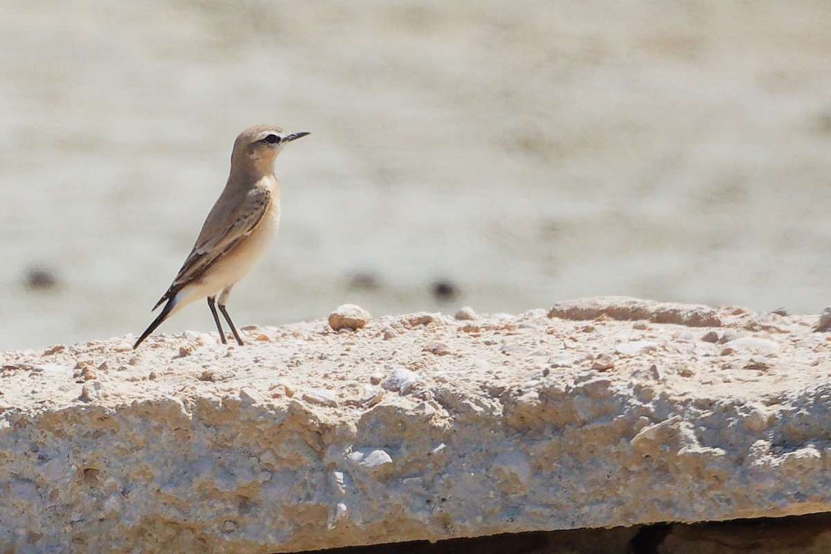 Collalba Isabel - ML645587584