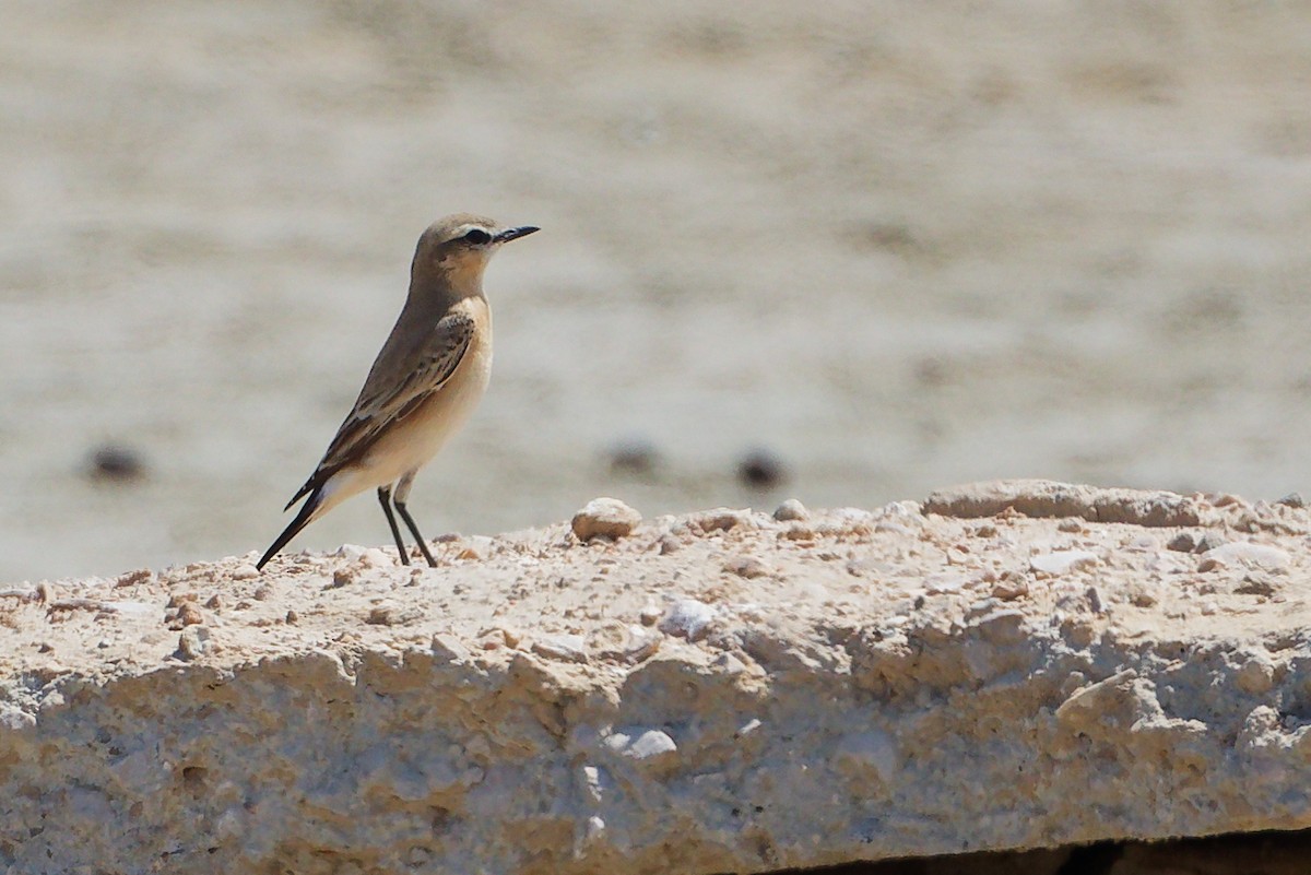 Collalba Isabel - ML645587585