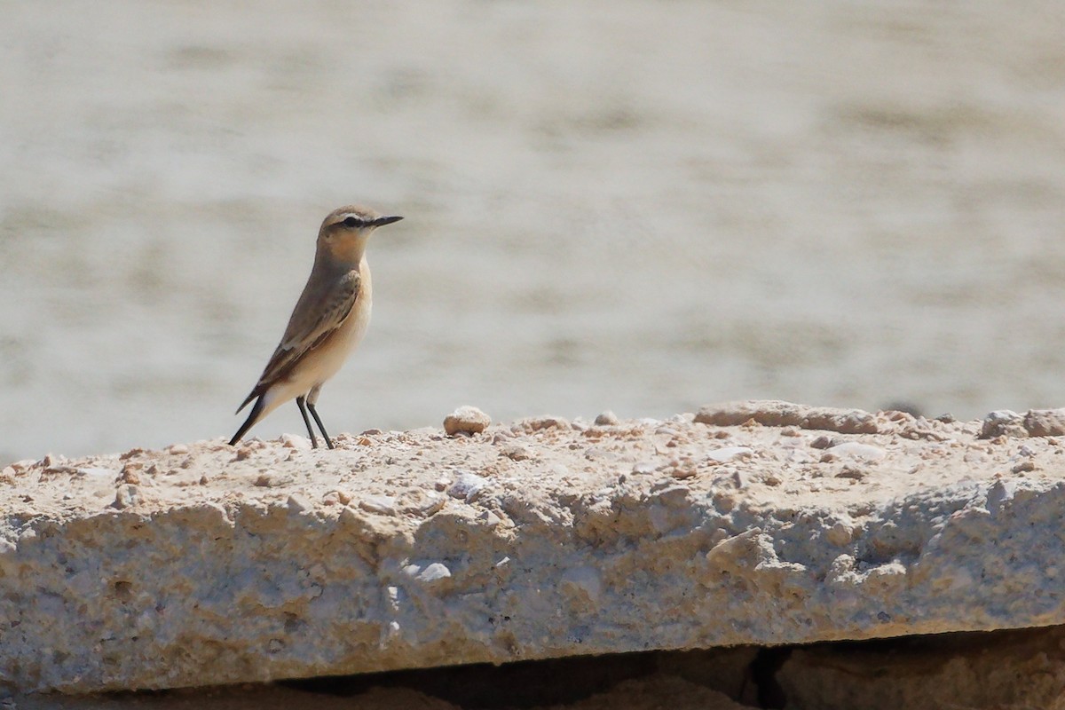 Collalba Isabel - ML645587586