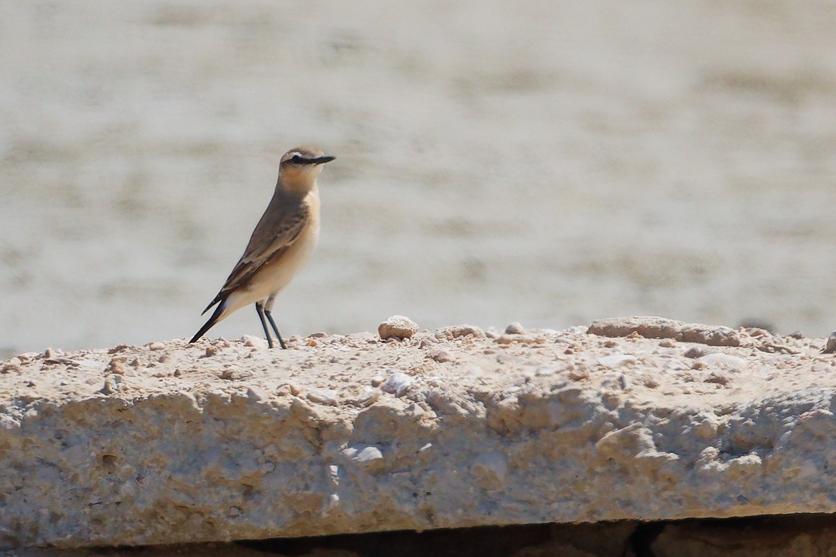 Collalba Isabel - ML645587587