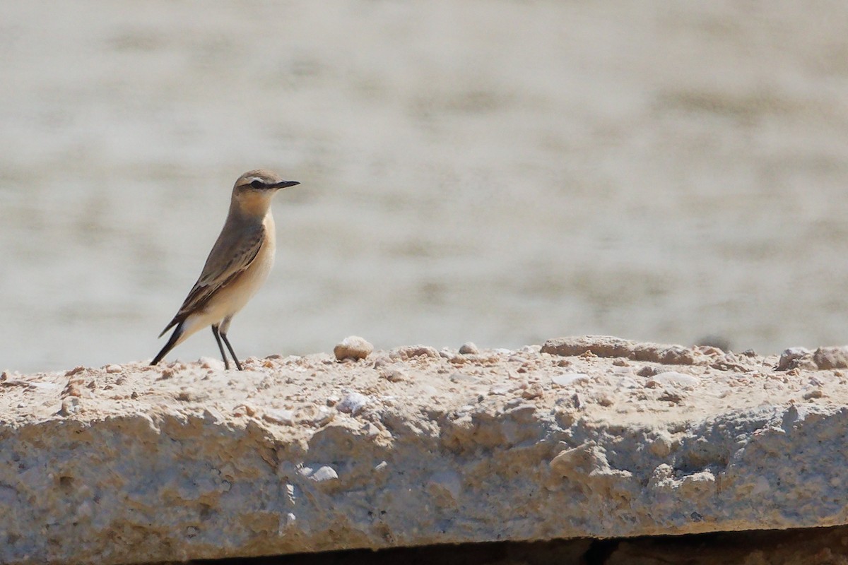 Collalba Isabel - ML645587588