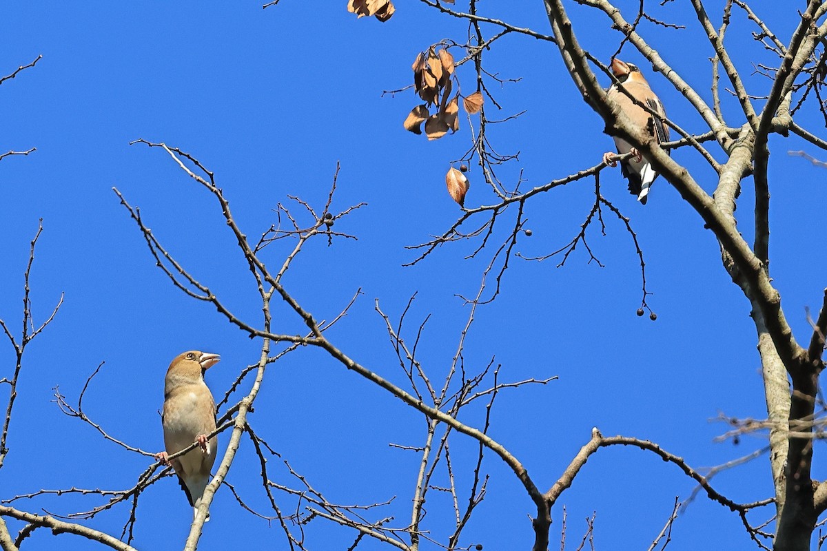 kjernebiter - ML645587593