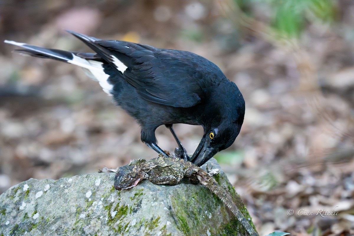 Pied Currawong - ML645587596
