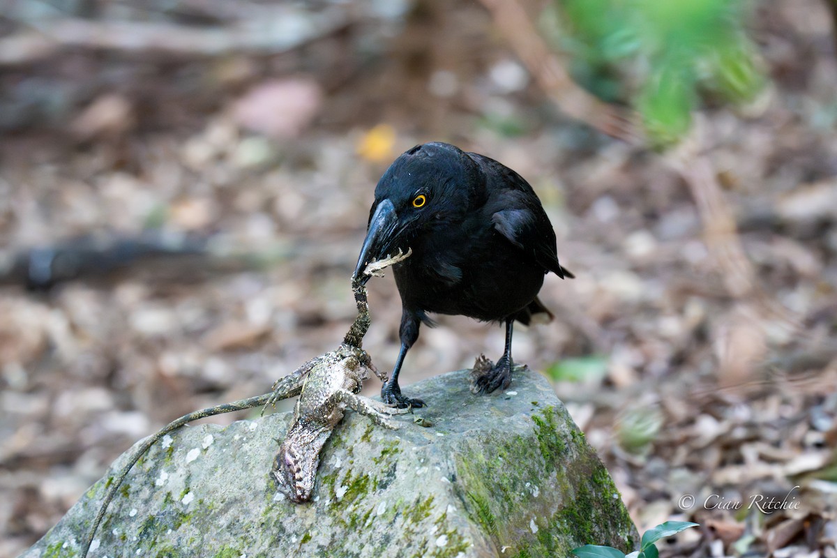 Pied Currawong - ML645587597